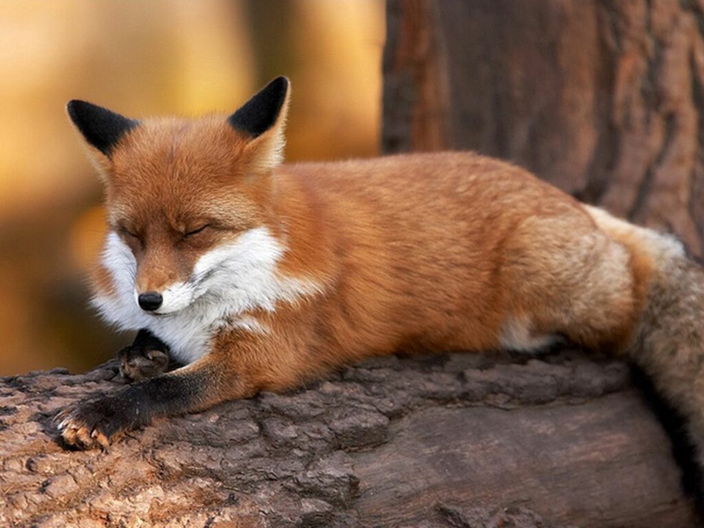 Charming Fox Wallpaper: Serene Timber Log Background for Relaxation