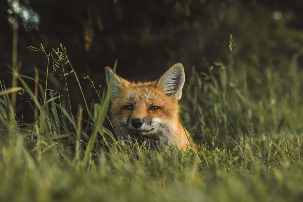Serene Fox Wallpaper: Curious Wilderness & Lush Green Grass