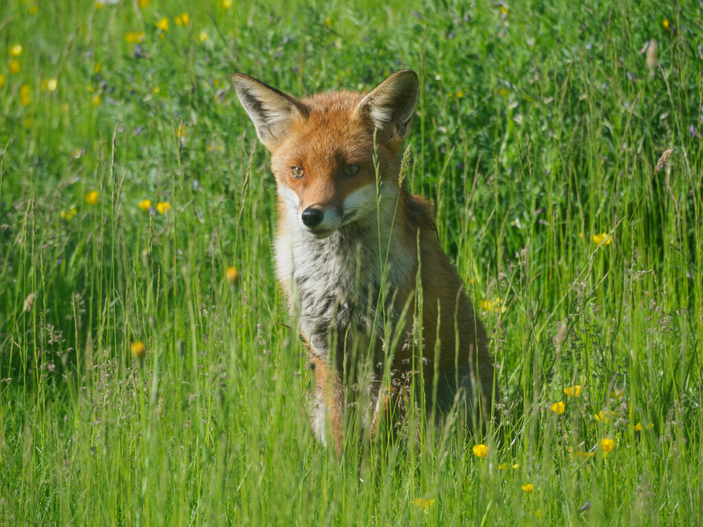 Fox in Lush Green Grass: Serene Nature Wallpaper with Yellow Flowers