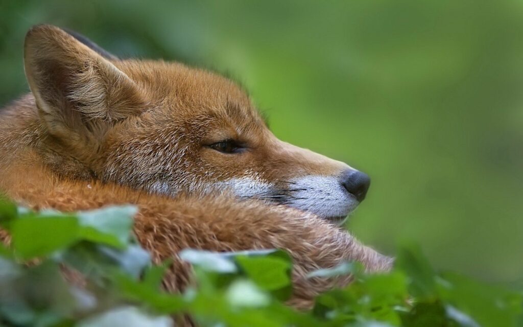Serene Fox Wallpaper: Calm Nature Scene in 1920x1200 Resolution
