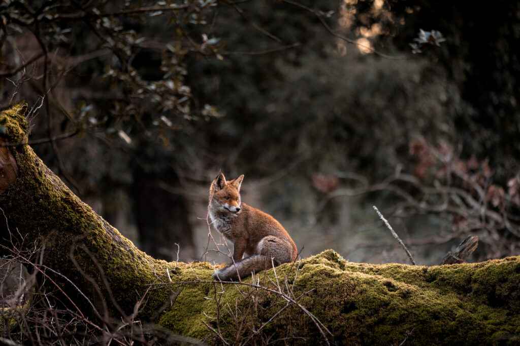 Serene Fox Resting on Mossy Tree Trunk - Nature Wallpaper