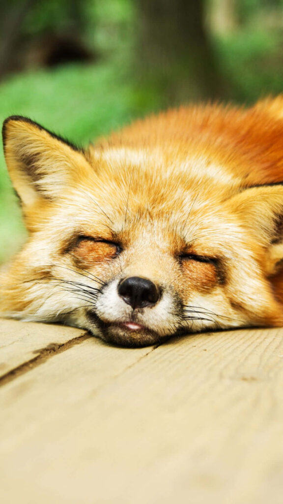 Tranquil Fox Dozing: Serene Wallpaper for Calm Backgrounds