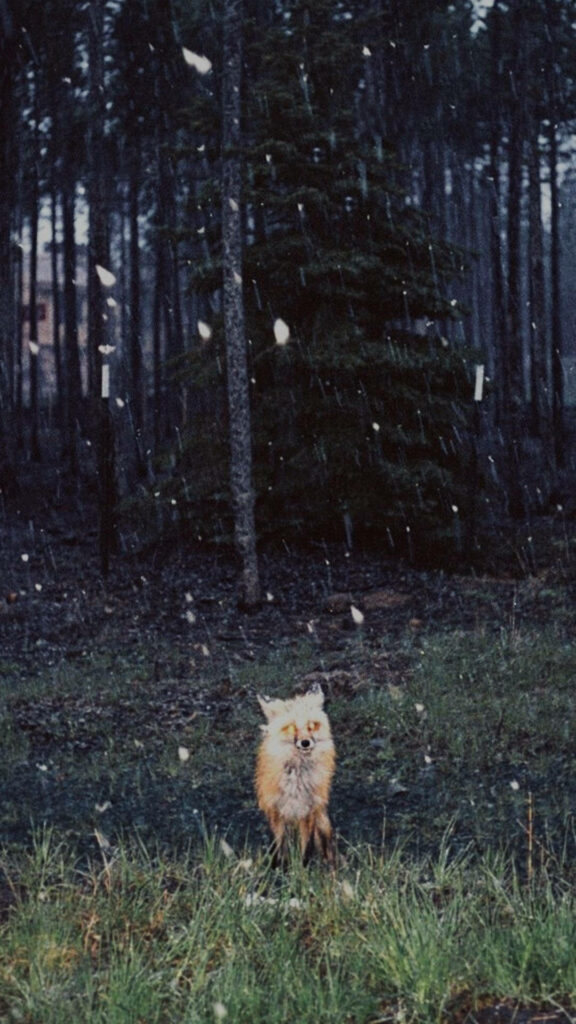 “Magical Twilight Fox Wallpaper with Snowfall in Dense Forest”