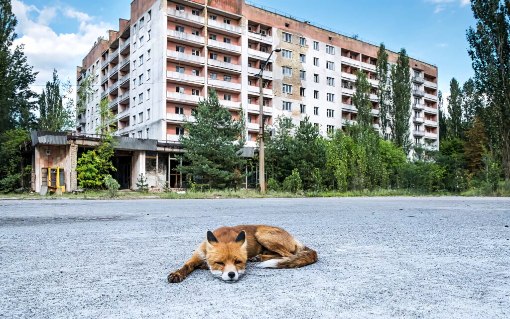 Serene fox resting on cracked sunlit ground by overgrown abandoned Chernobyl building nature revival Wallpaper