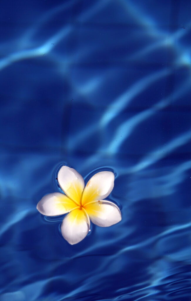 Frangipani Flower on Blue Water: Serene Wallpaper Background