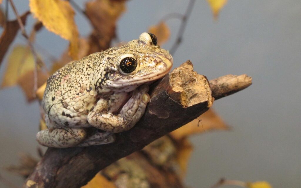 Close-Up Frog Wallpaper: Serene Autumn Foliage Background