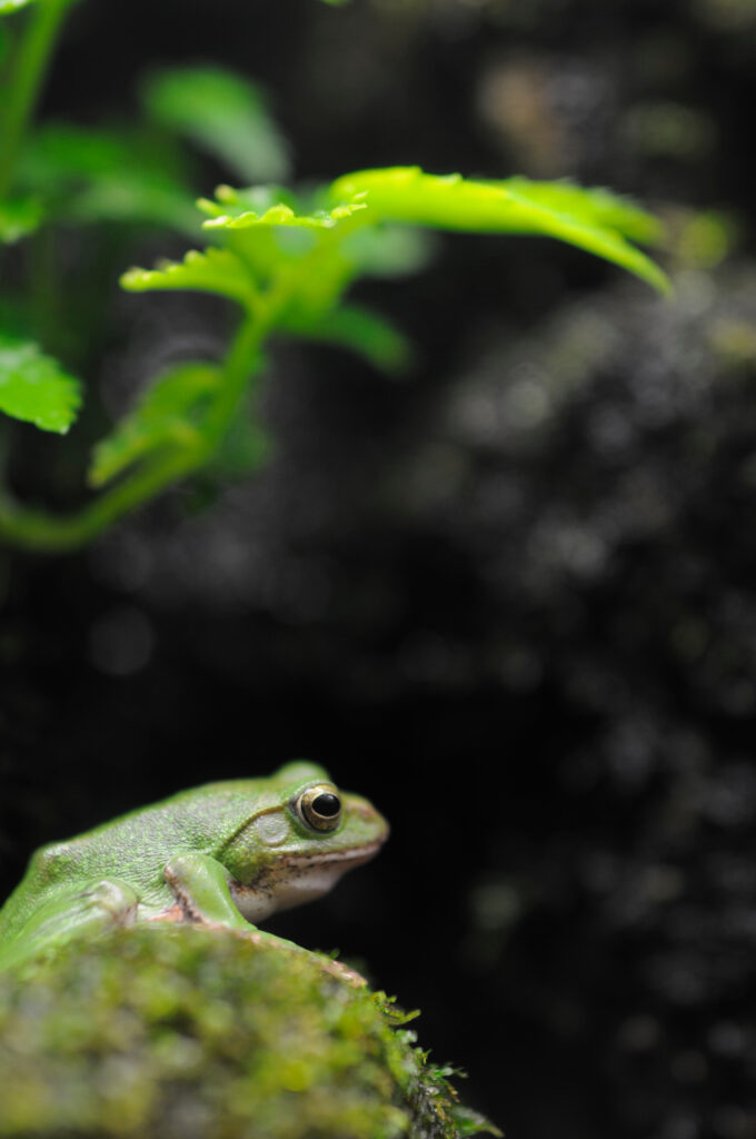 Serene Frog on Moss - Nature Wallpaper with Blurred Background