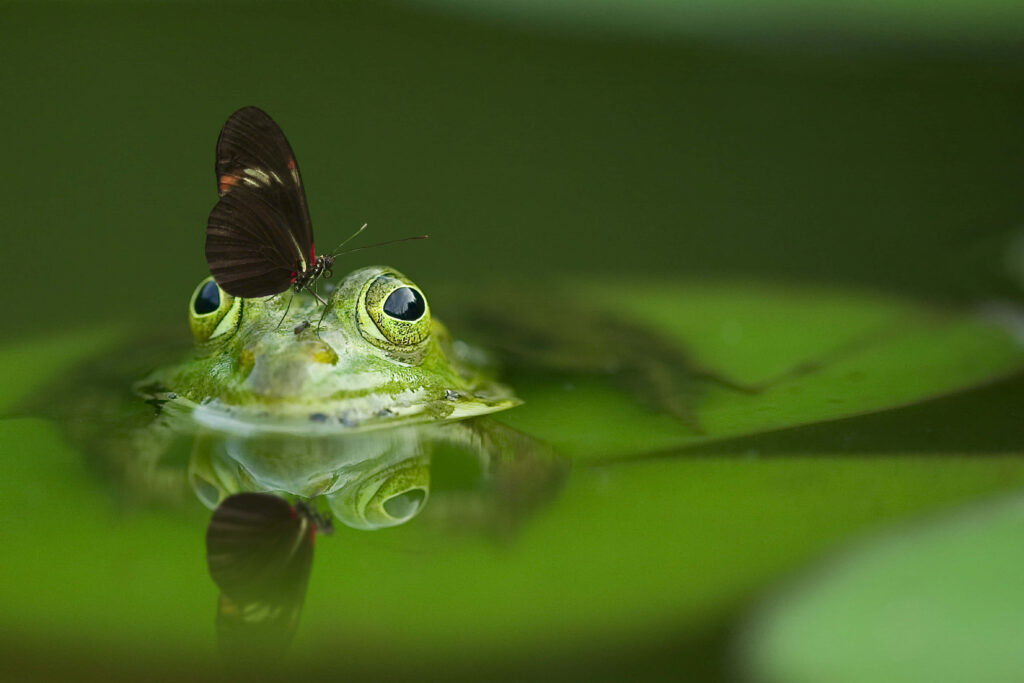 Tranquil Frog Wallpaper with Butterfly in Lush Green Scene