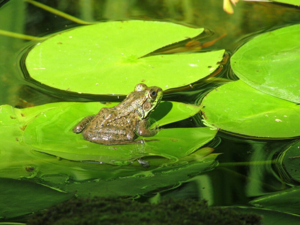 Serene Frog on Lily Pad: Lush Marsh Wallpaper Background