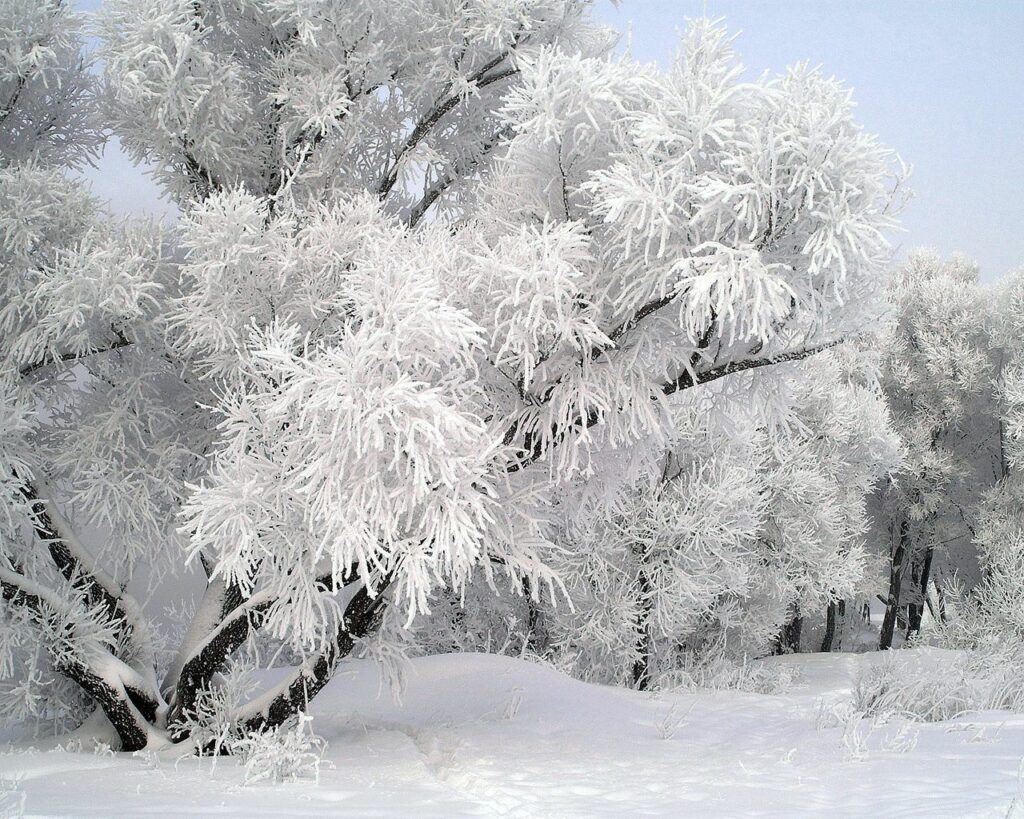 Winter wallpaper with frost covered trees and fresh snow in a calm December morning light