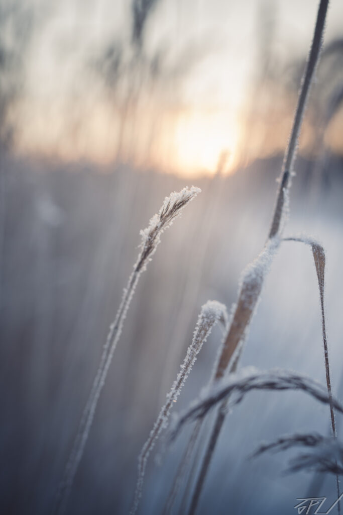 Serene Frosted Grass Macro in Winter Landscape - Wallpaper Background