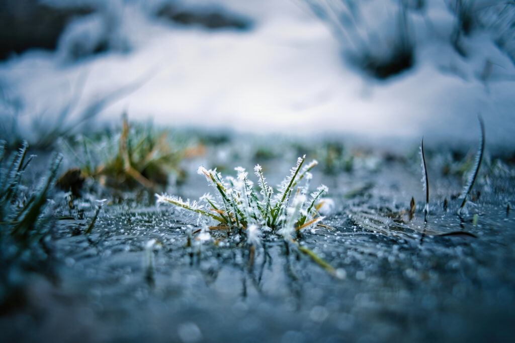 Serene Frosted Grass Macro: Peaceful Winter Wallpaper Background