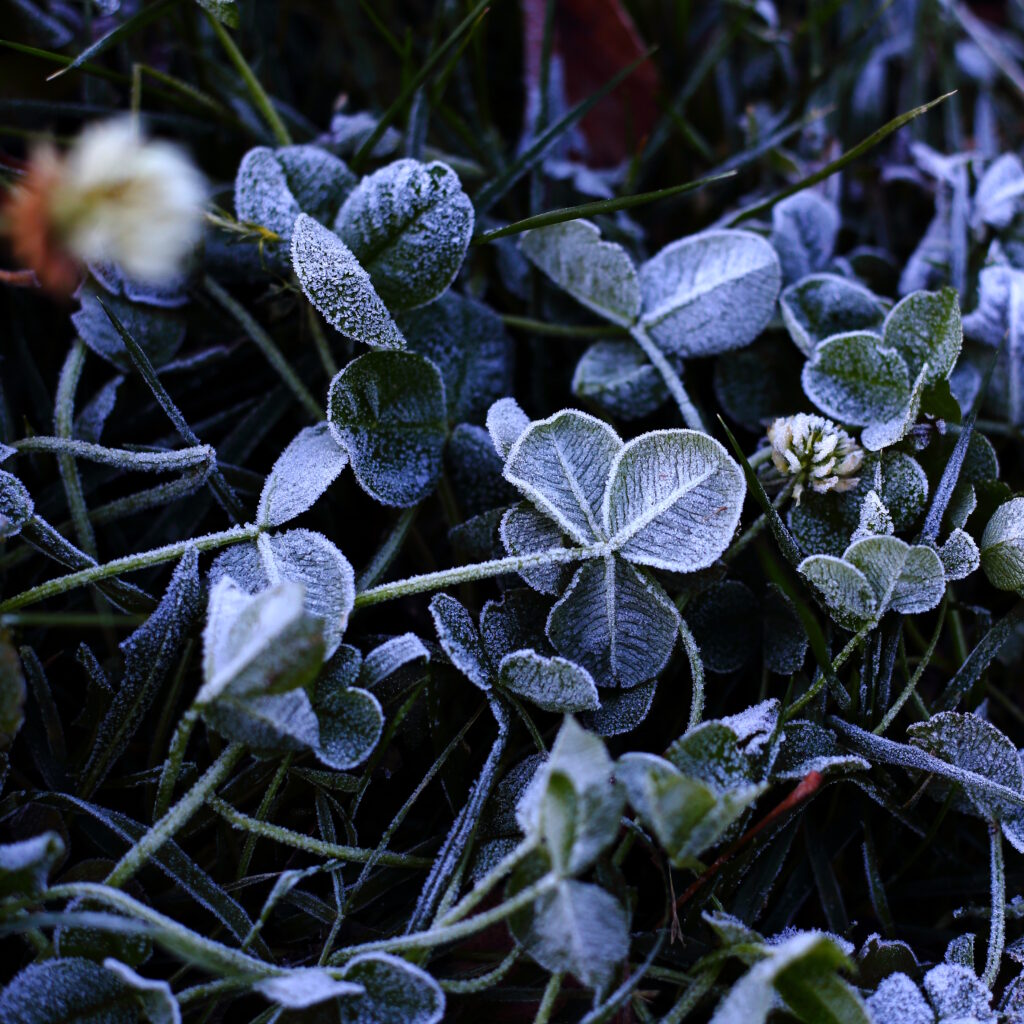 Macro Shot of Frosted Leaves: Serene Nature Wallpaper Background