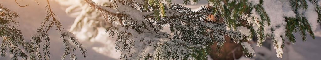 Close-up of frosted pine branches covered in fresh snow with warm golden sunlight winter wallpaper