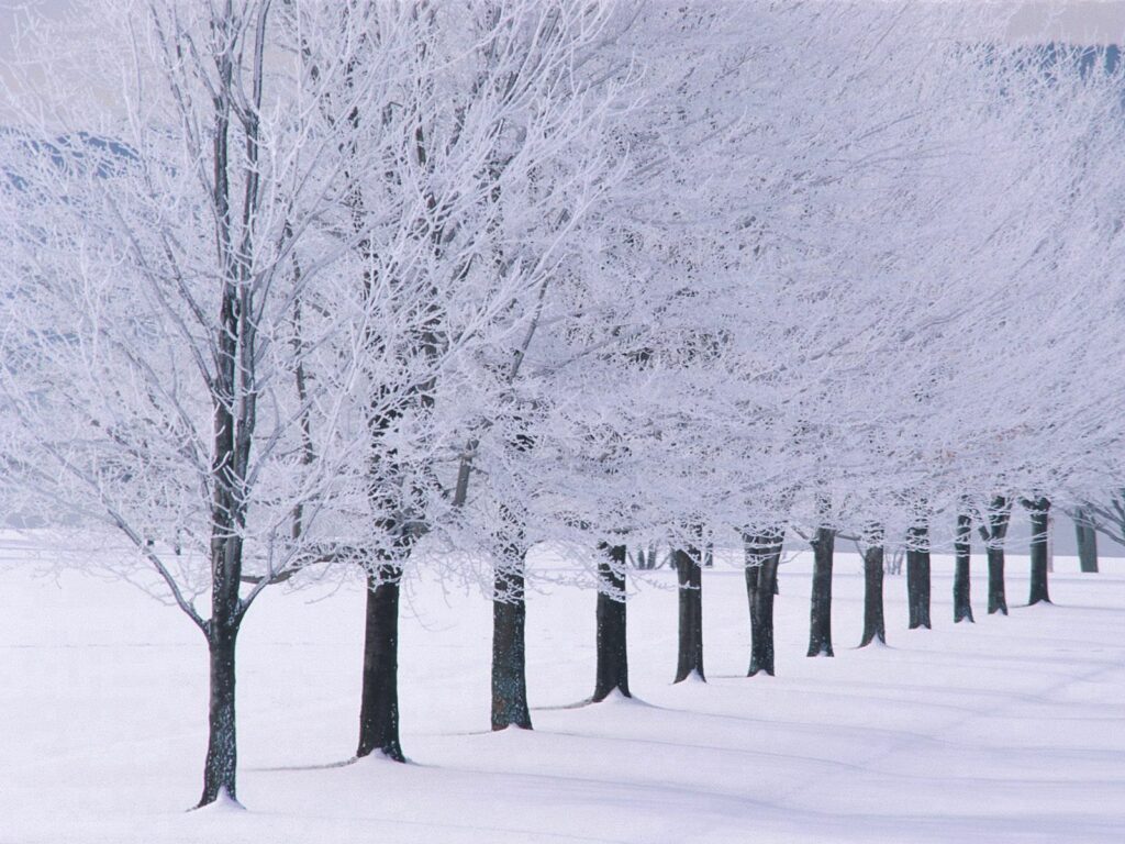 Serene row of hoarfrost covered trees with frosted branches in a peaceful winter landscape Wallpaper