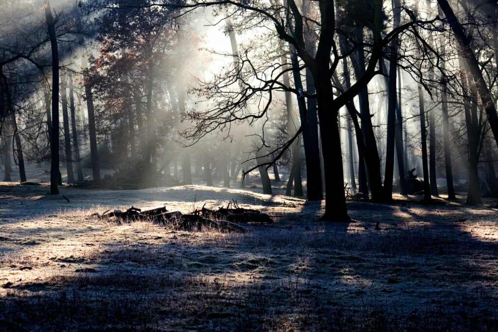 Serene forest wallpaper with tall trees casting shadows on frosty ground and misty sunlight