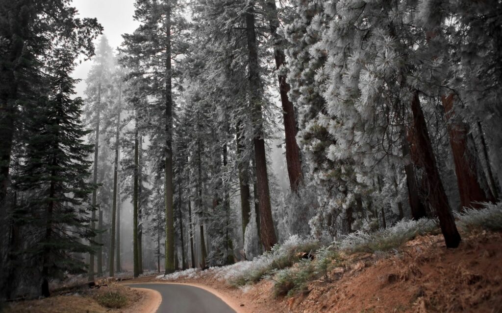 Winding asphalt path through frost-covered pine trees on a peaceful winter morning landscape Wallpaper