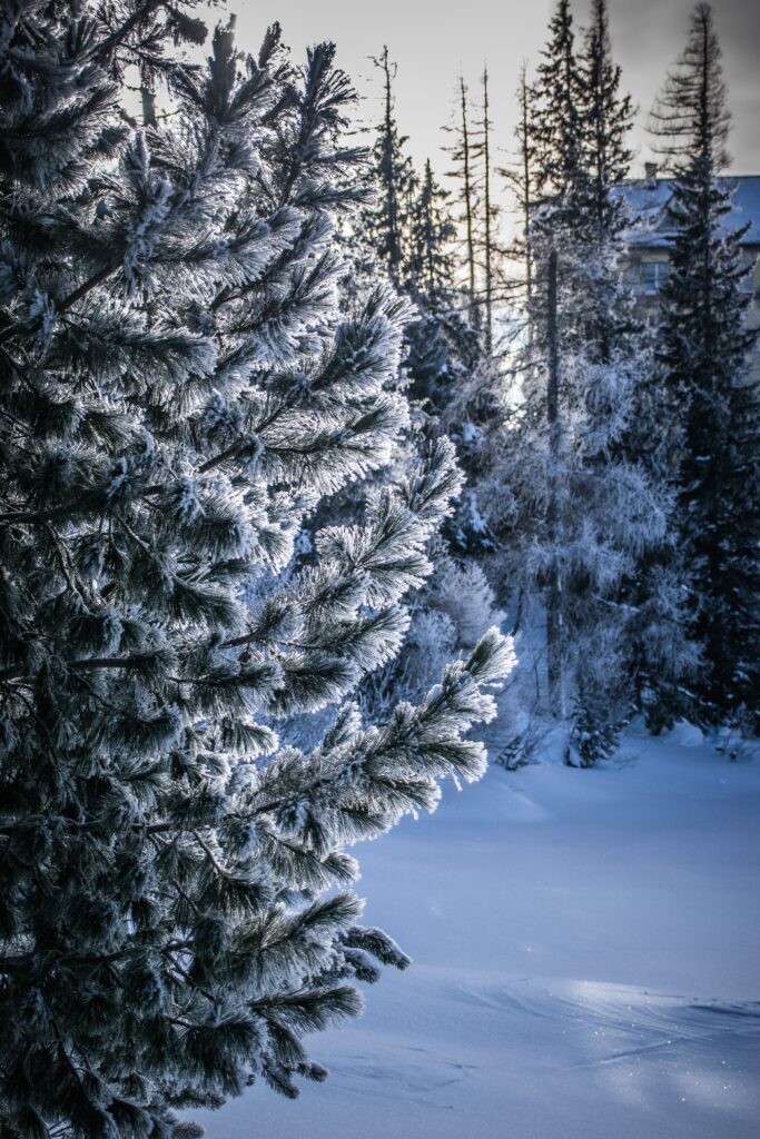 Serene winter landscape with frosty snow-covered tree and snowy ground in soft winter light Wallpaper