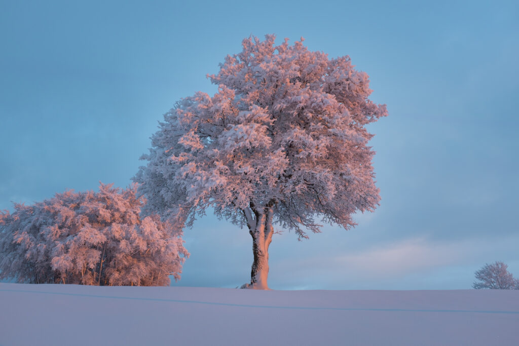 Frosted tall tree in snowy landscape at sunrise with pink blue sky tranquil winter scene wallpaper