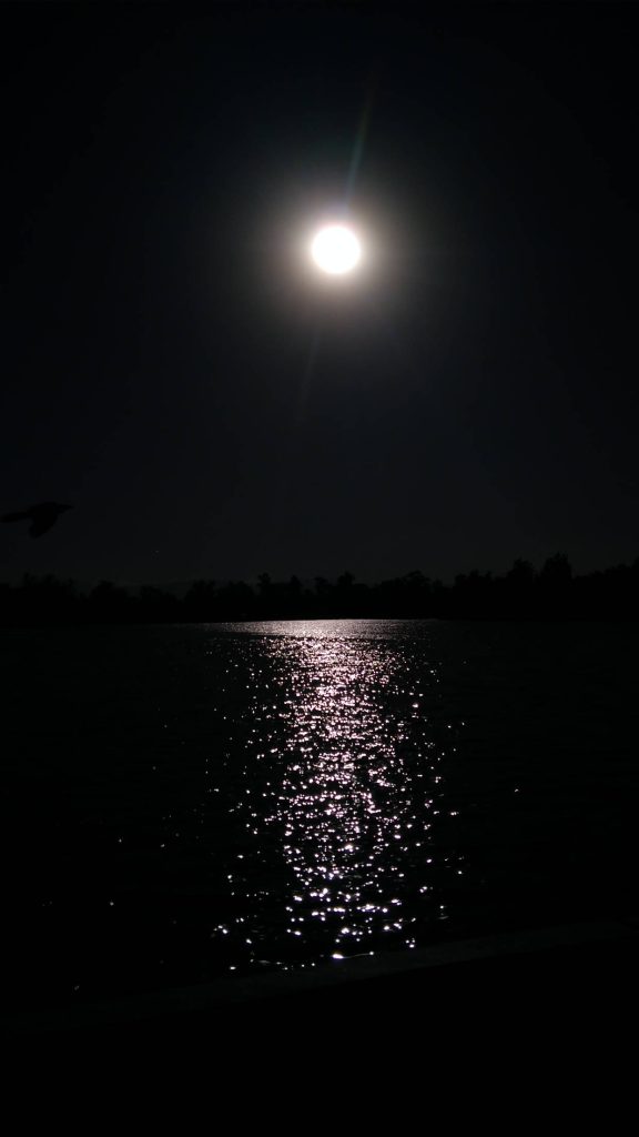 Full moon over dark rippling water with tree silhouette and bird in flight mobile wallpaper background