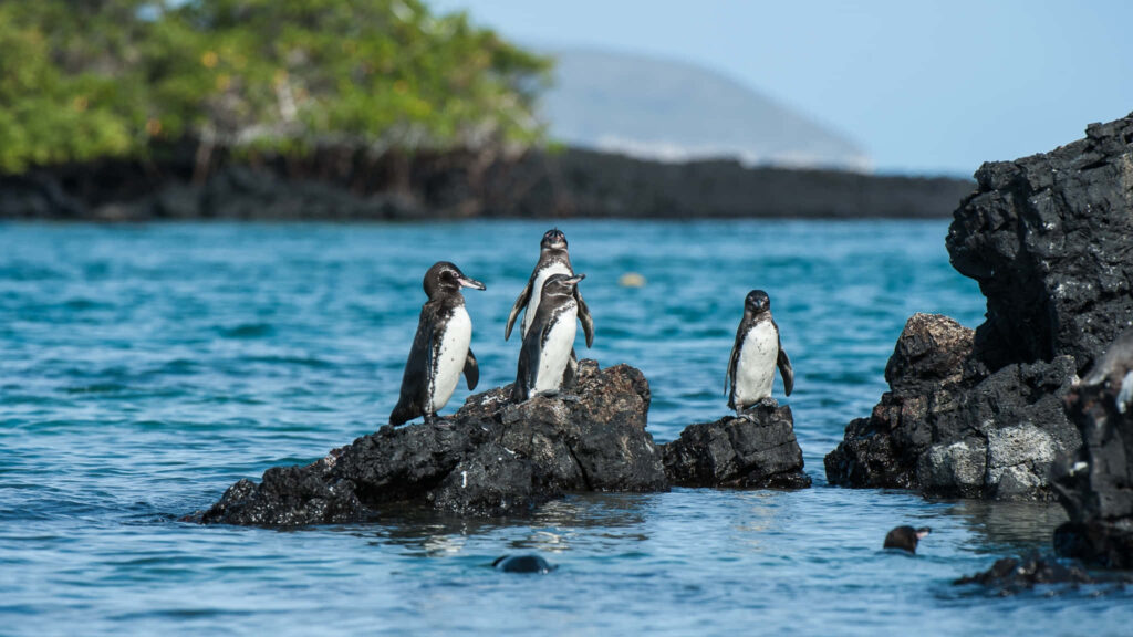 Serene Galapagos Penguins on Rugged Rocks with Turquoise Waters Wallpaper