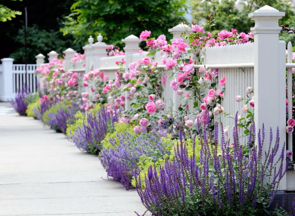 A Serene Garden Symphony: White Picket Fence Adorned with Lavenders and Pink Roses - A Breathtaking 4K Wallpaper Background
