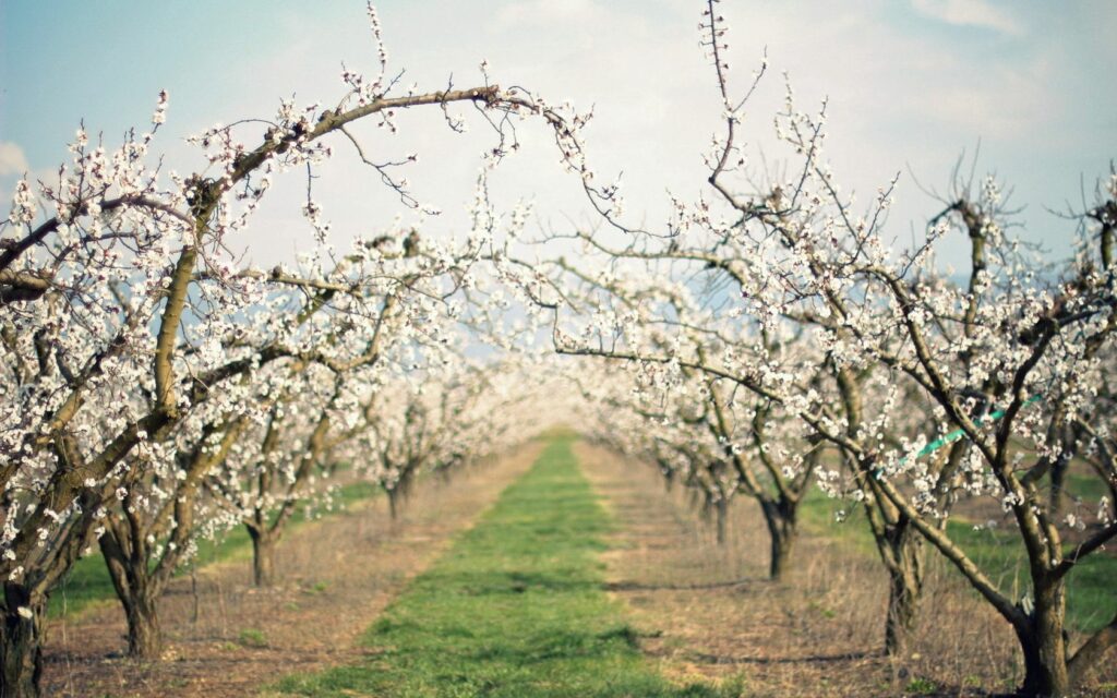 Peaceful garden path lined with blossoming apple trees in spring with soft daylight background Wallpaper