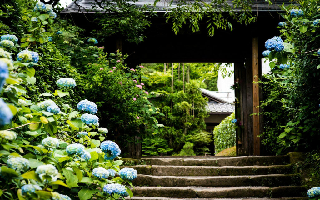 Serene Garden Pathway with Blue Hydrangeas & Rustic Doorway Background Wallpaper