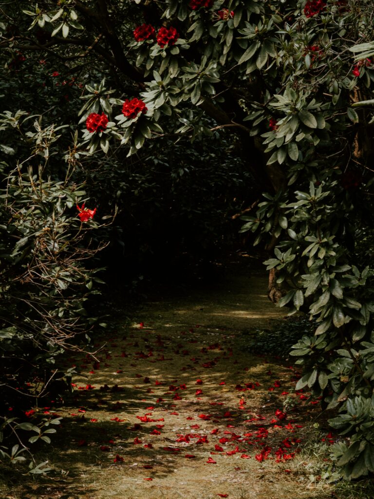 Serene Garden Pathway with Arching Tree & Vibrant Red Flowers Wallpaper