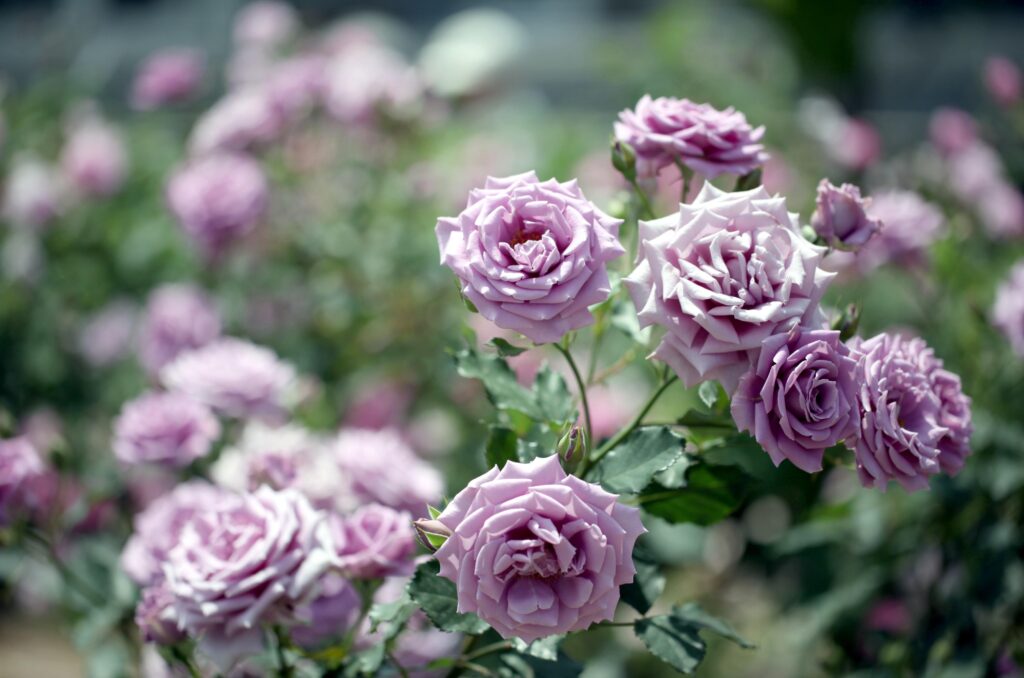 Serene Garden Wallpaper: Delicate Purple Roses in Soft Focus