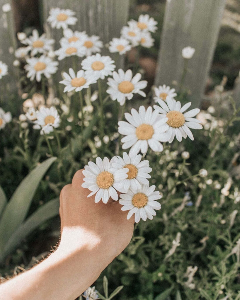 Serene Garden: Handholding Daisies by Blooming Flowers & Fence Wallpaper