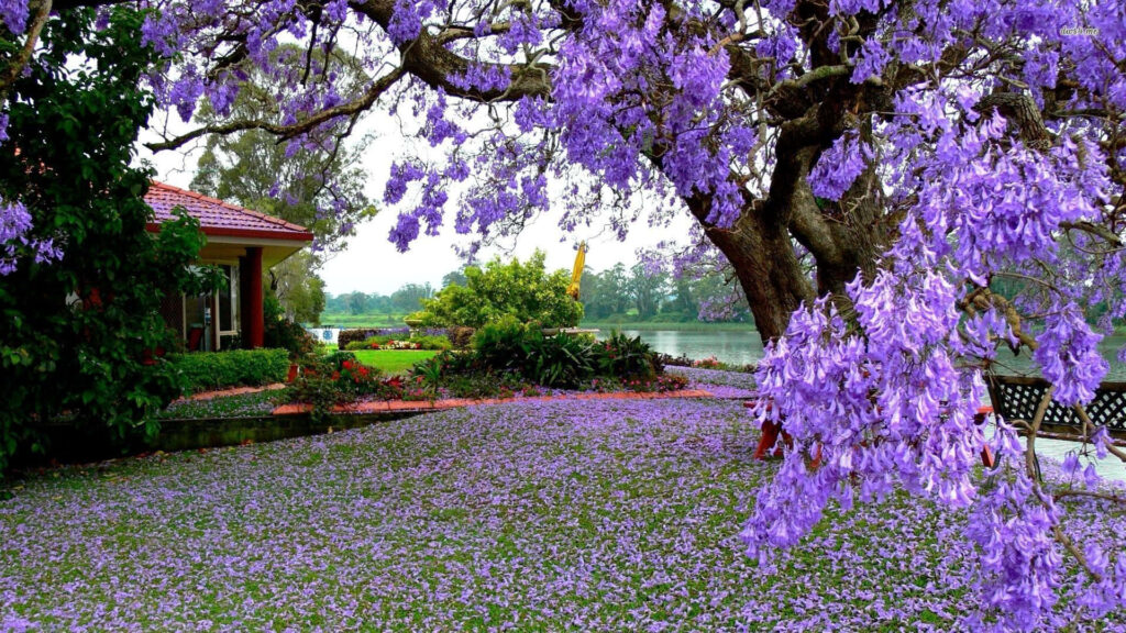 Idyllic Garden Scene: Purple Tree & Tranquil Water Background Wallpaper
