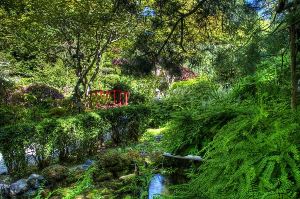 Lush garden wallpaper with vibrant ferns gentle stream red bridge and dense green foliage