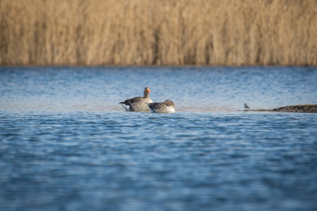 Serene Geese on Tranquil Pond: Nature's Calm Background Wallpaper
