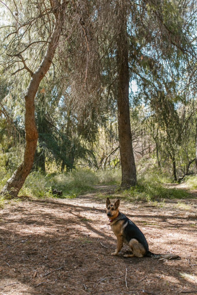 Serene German Shepherd Wallpaper: Calm Forest Scene Background