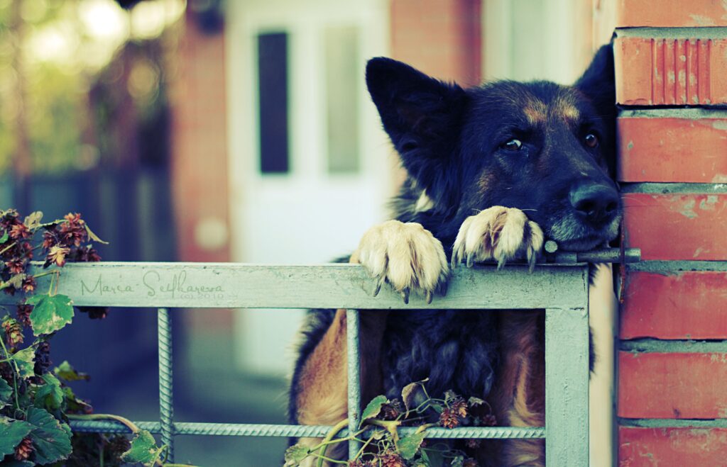 German Shepherd Waiting by Gate: Serene Brick Wall & Greenery Wallpaper
