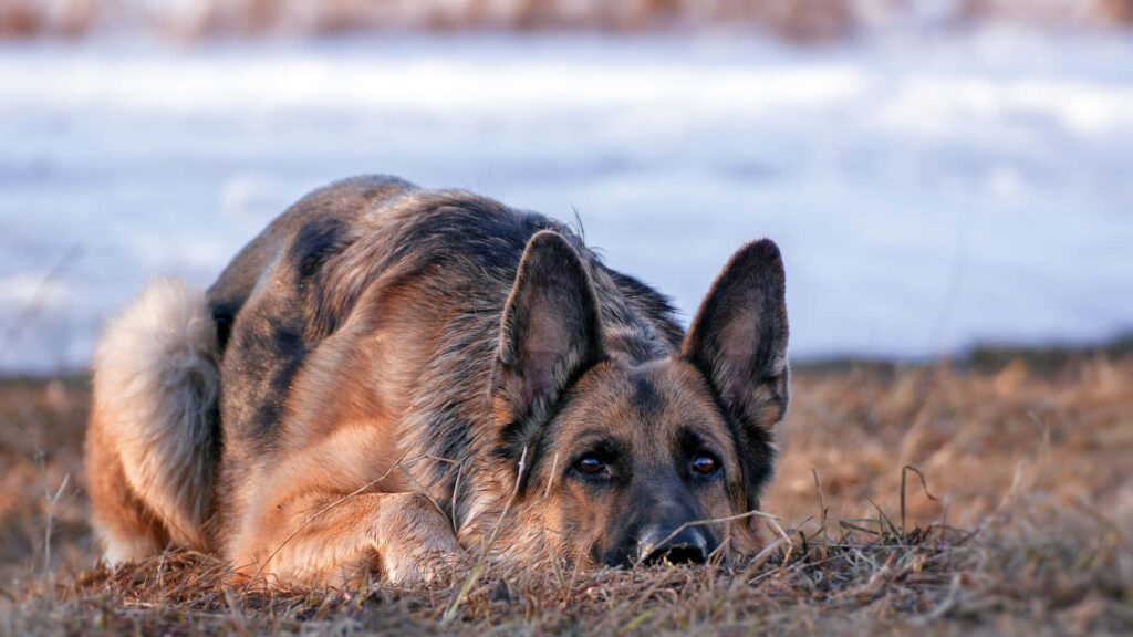 Serene German Shepherd Wallpaper: Peaceful Outdoor Scene