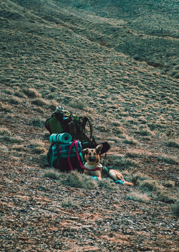 Serene German Shepherd Wallpaper: Adventure in the Wilderness