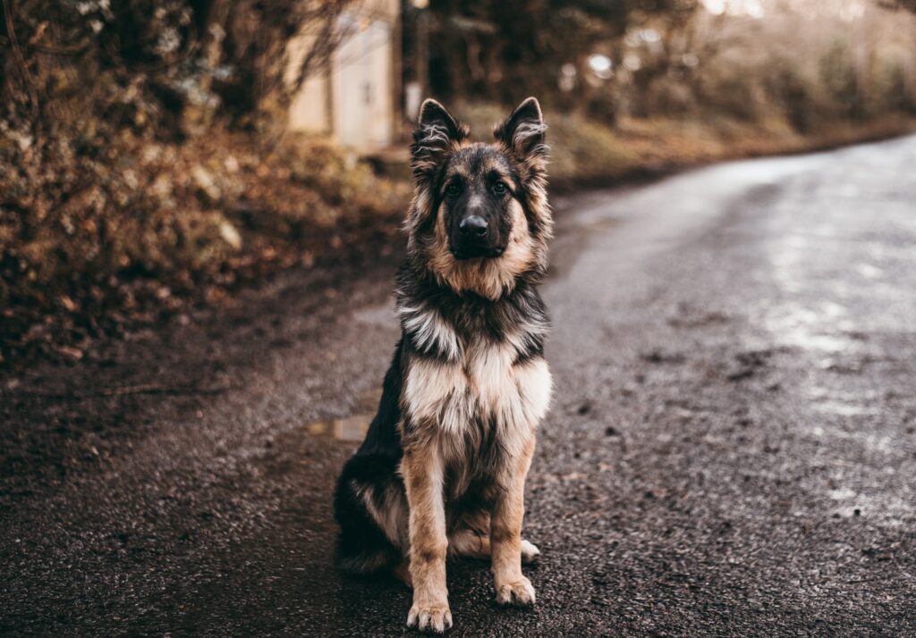 Beautiful German Shepherd on Rustic Road – Serene Wallpaper Background