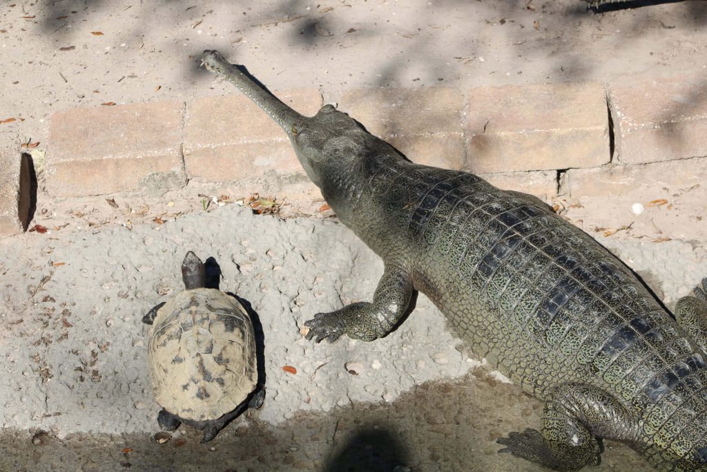 Realistic wallpaper of gharial and tortoise sunbathing on sandy bank in natural daylight