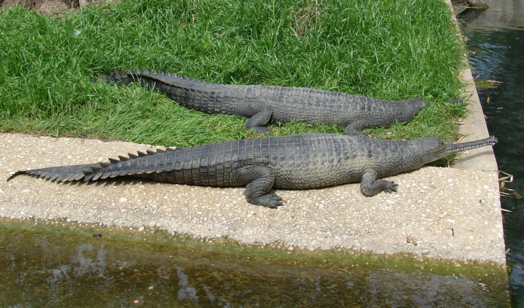 Bask in Nature: Gharials by the Water's Edge - Serene Wallpaper