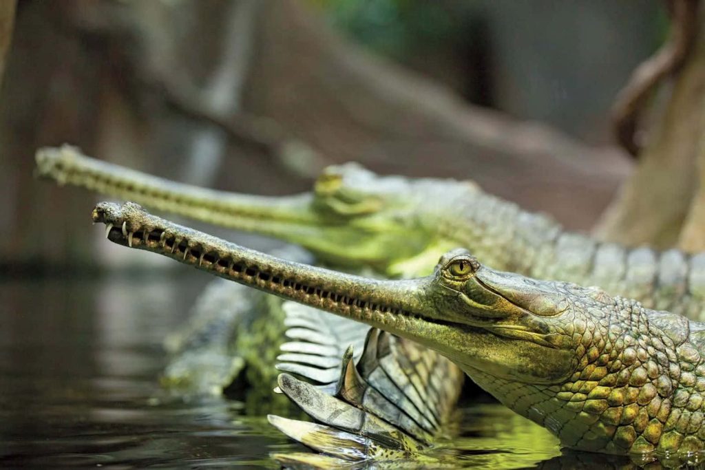 Two rare Gharials resting in calm water showing slender snouts sharp teeth and armored scales Wallpaper