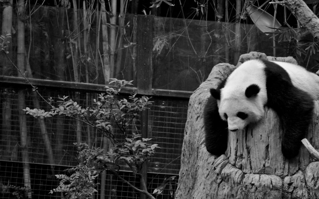 Serene Giant Panda Resting in Tree Trunk at Nature Reserve Wallpaper