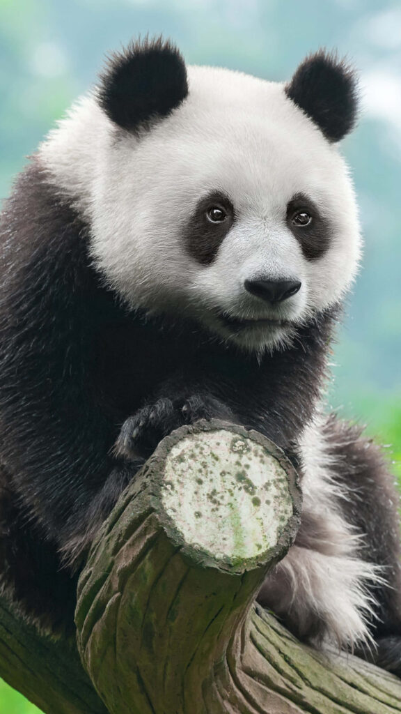Serene Giant Panda Wallpaper: Tranquil Nature Background