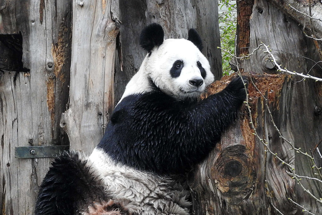Giant Panda Resting: Serene Natural Wallpaper Background