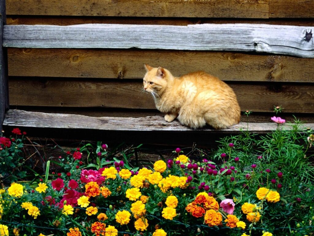 Serene Ginger Cat on Wooden Bench with Colorful Flowerbed Background Wallpaper