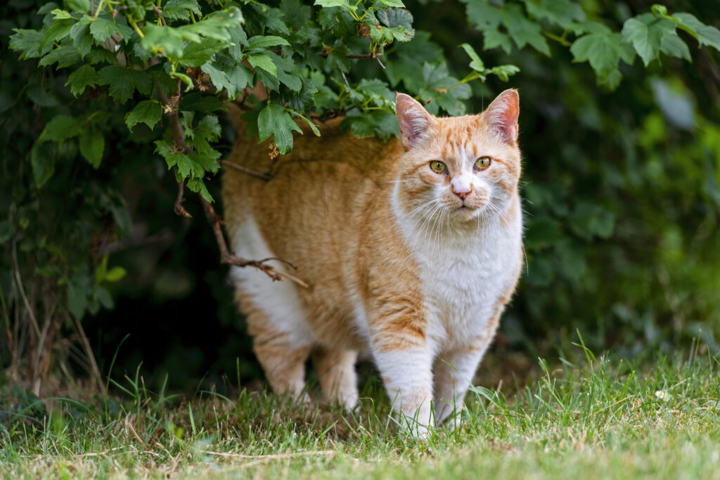 High-Res Wallpaper: Ginger Cat in Lush Green Grass & Bushes