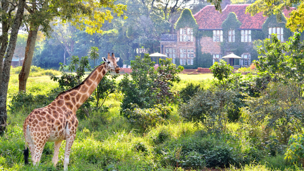 Serene Giraffe Scene: Lush Greenery & Ivy-Covered Brick House Wallpaper