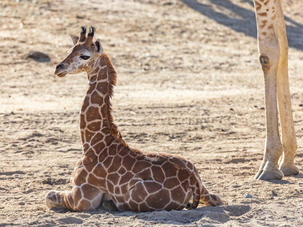 Graceful Young Giraffe Msituni on Sandy Terrain - Serene Nature Wallpaper