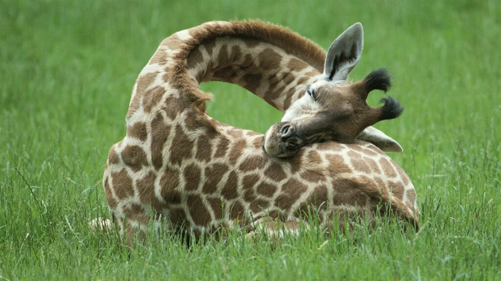 Tranquil Giraffe Resting on Lush Green Field - Nature's Beauty Wallpaper